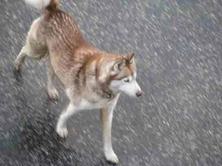 Kızıl Sibirya Kurdu Bakımı ve Özellikleri Kızıl Sibirya Kurdu Bakımı ve Özellikleri