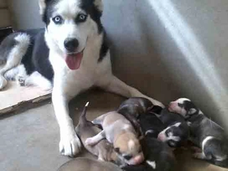 Yeni Doğmuş Sibirya Kurdu Bakımı ve Özellikleri Yeni Doğmuş Sibirya Kurdu Bakımı ve Özellikleri